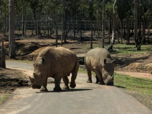 Tin tức trong ngày - 6 con tê giác chết bất thường trong Khu sinh thái Mường Thanh