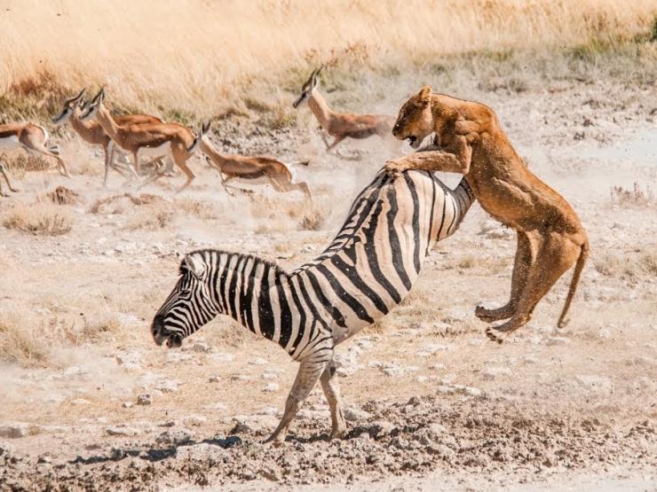 Media - Hươu cao cổ, ngựa vằn, chuột... tung cước đáng sợ khiến kẻ đi săn "ôm hận"