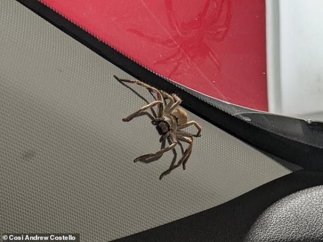 Giết nhện sát thủ trong ô tô, 3 ngày sau gặp cảnh kinh sợ