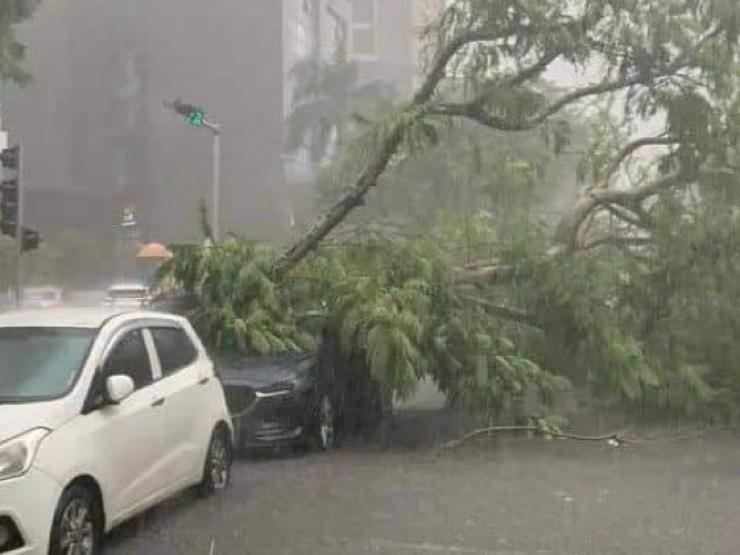 HN: Mưa giông ầm ầm, cây đổ đè bẹp ô tô