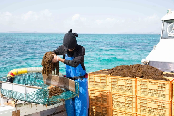 Giải mã bí mật về Fucoidan Okinawa - 2