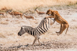 Media - Hươu cao cổ, ngựa vằn, chuột... tung cước đáng sợ khiến kẻ đi săn "ôm hận"