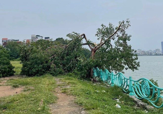 “Cây cô đơn” nổi tiếng ở Hà Nội bị gãy đổ sau cơn mưa lớn - 1