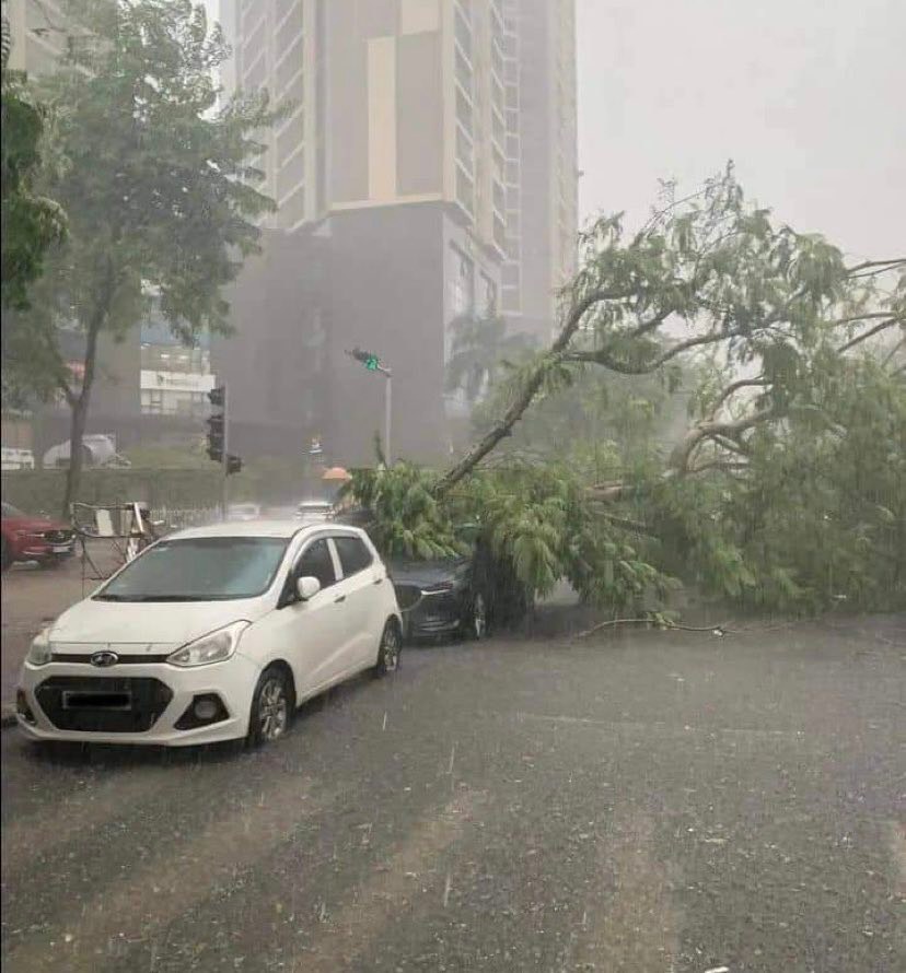 Ô tô Mazda bị cây đổ đè trúng sau trận mưa lớn