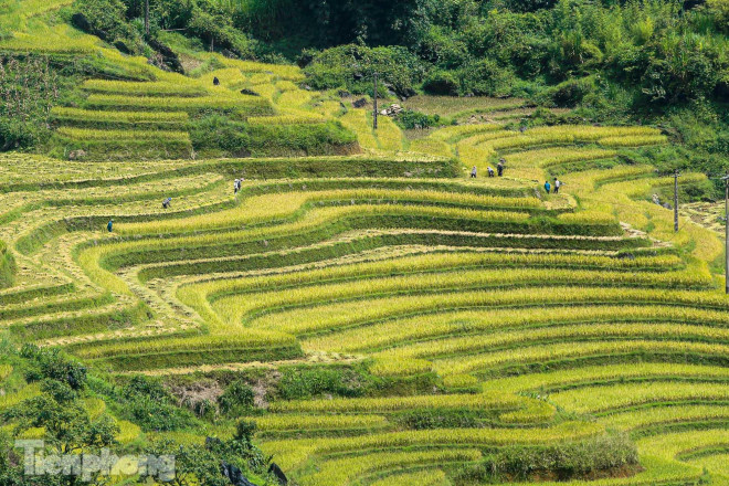 Ruộng bậc thang Y Tý vào mùa vàng: Thiên đường là đây! - 1