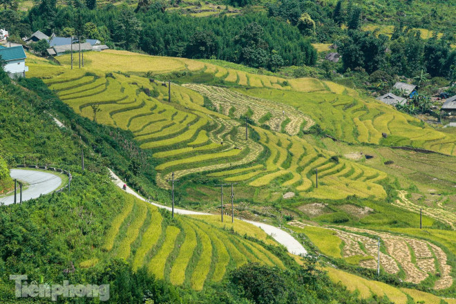 Ruộng bậc thang Y Tý vào mùa vàng: Thiên đường là đây! - 3