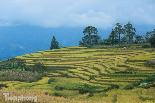 Ruộng bậc thang Y Tý vào mùa vàng: Thiên đường là đây! - 4