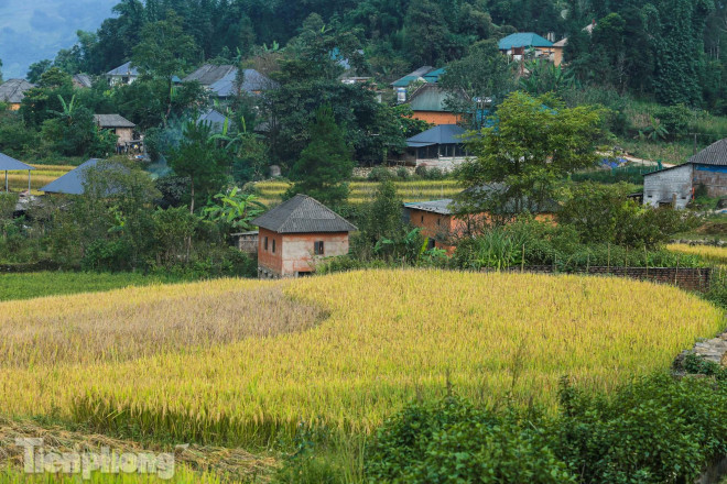 Ruộng bậc thang Y Tý vào mùa vàng: Thiên đường là đây! - 7