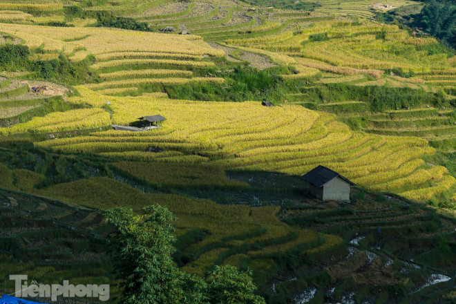 Ruộng bậc thang Y Tý vào mùa vàng: Thiên đường là đây! - 8