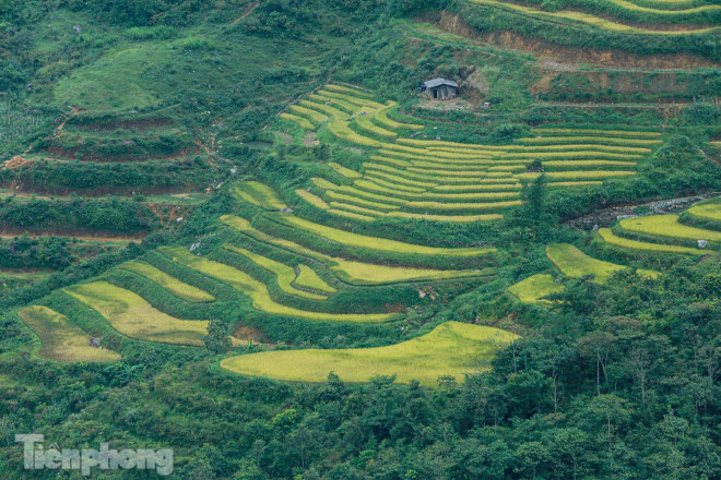 Ruộng bậc thang Y Tý vào mùa vàng: Thiên đường là đây! - 10