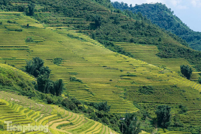 Ruộng bậc thang Y Tý vào mùa vàng: Thiên đường là đây! - 11