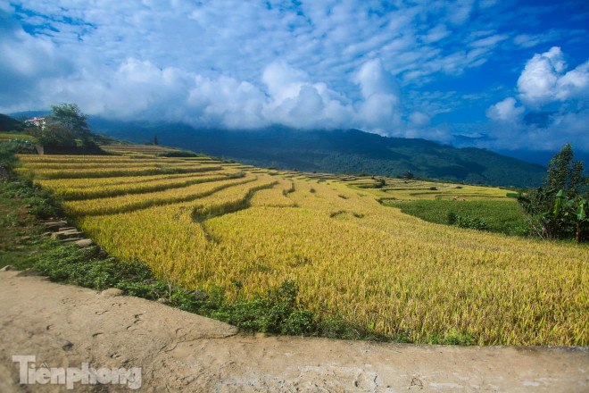 Ruộng bậc thang Y Tý vào mùa vàng: Thiên đường là đây! - 14