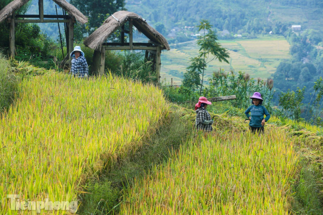 Ruộng bậc thang Y Tý vào mùa vàng: Thiên đường là đây! - 18