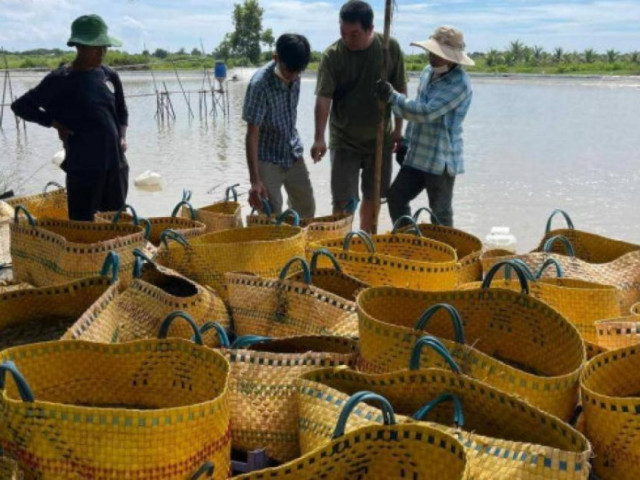 Thị trường - Tiêu dùng - Vì sao giá tôm ở miền Tây đột ngột tăng mạnh?