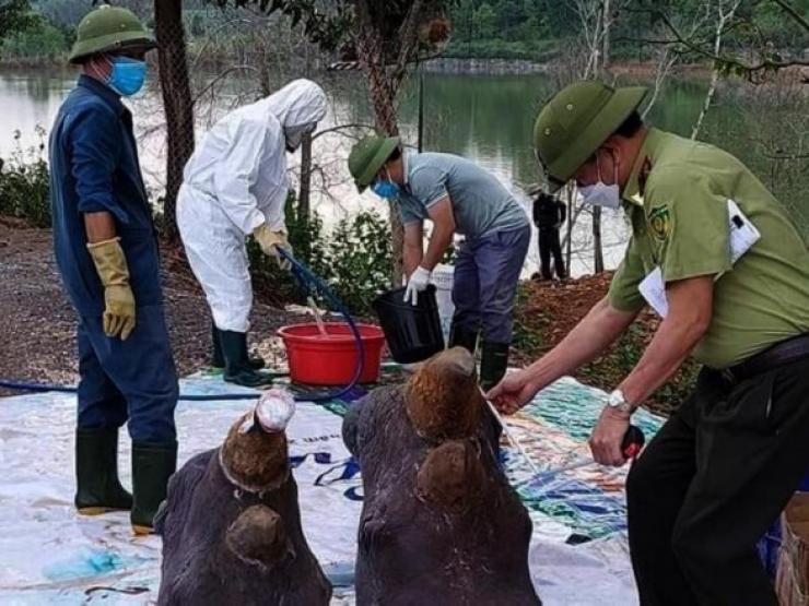 Tin tức trong ngày - Tiêu hủy phần thân, giữ lại đầu 6 con tê giác chết bất thường ở Nghệ An