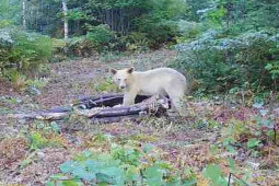 Thế giới - Mỹ: Phát hiện gấu đen toàn thân trắng muốt, quý hiếm chưa từng có