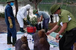 Tin tức trong ngày - Tiêu hủy phần thân, giữ lại đầu 6 con tê giác chết bất thường ở Nghệ An