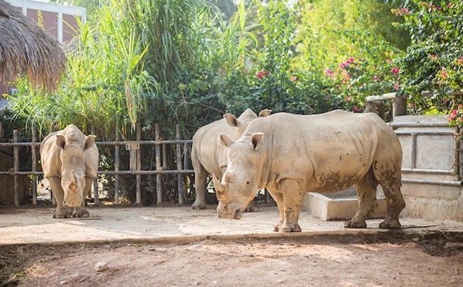 Tê giác được nuôi tại khu sinh thái ở xã Diễn Lâm (Diễn Châu, Nghệ An).