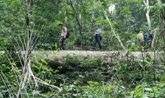 Rừng bị phá nặng nề, xem xét kỷ luật Giám đốc BQL Khu bảo tồn ở Quảng Trị - 1