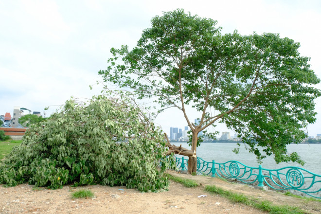 Cây cô đơn từng bị chặt phá vào tháng 6 năm nay. Ảnh: Medichoi. 