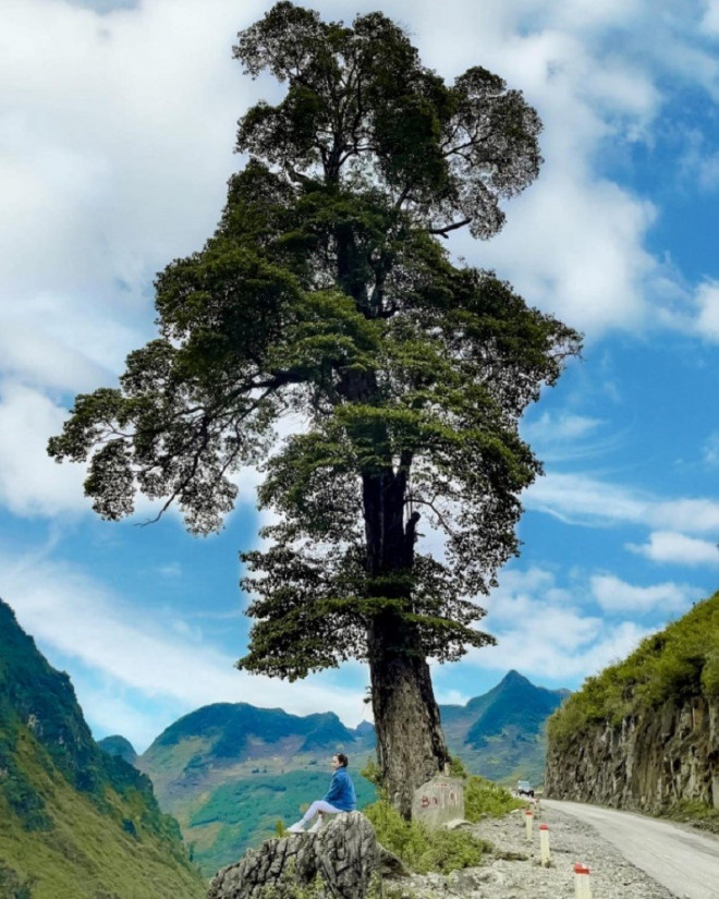 Cây cô đơn ở Yên Minh, Hà Giang. Ảnh: Halo Travel. 
