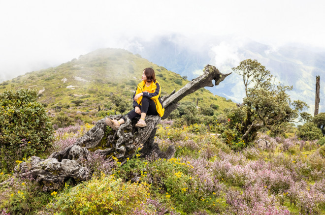 Lên đỉnh Tà Chì Nhù ngắm hoa Chi Pâu tím cả màu hoàng hôn - 3