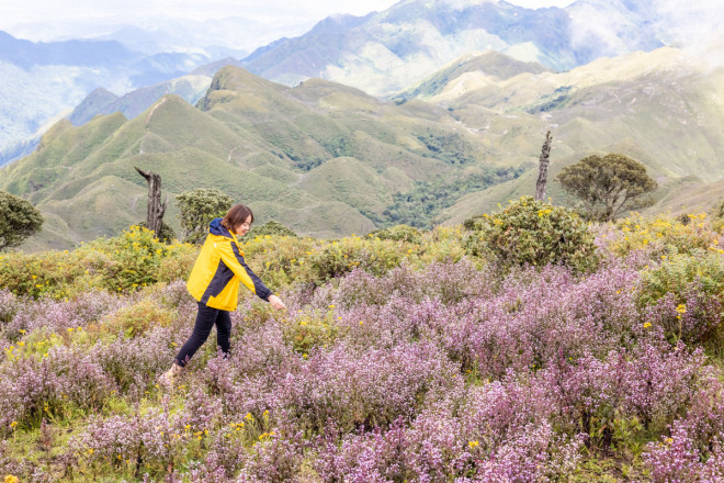 Lên đỉnh Tà Chì Nhù ngắm hoa Chi Pâu tím cả màu hoàng hôn - 4