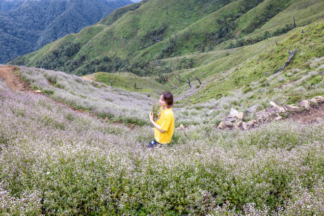 Lên đỉnh Tà Chì Nhù ngắm hoa Chi Pâu tím cả màu hoàng hôn - 5