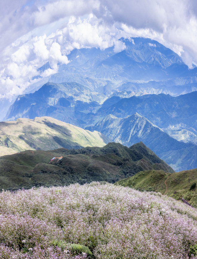 Lên đỉnh Tà Chì Nhù ngắm hoa Chi Pâu tím cả màu hoàng hôn - 9