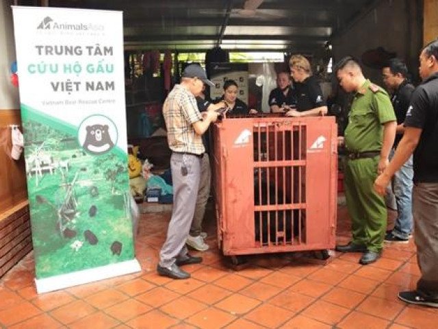 Tin tức trong ngày - Cứu hộ gấu ngựa sau 17 năm nuôi nhốt