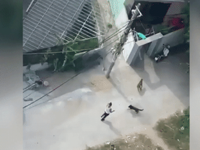 Pháp luật - Tạm giam người xua chó dữ pitbull cắn đối thủ trọng thương