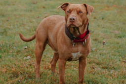 Chi hơn 200 triệu để thuê người huấn luyện cho chó