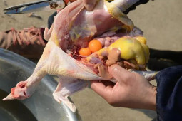 Ẩm thực - Mổ gà thấy một cục mỡ, nên ăn hay bỏ? Người sành ăn mới biết đây là “báu vật”