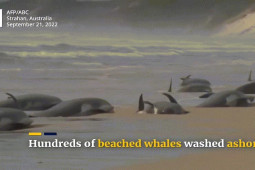Thế giới - Video: Hàng trăm con cá voi mắc cạn trên bờ biển Úc