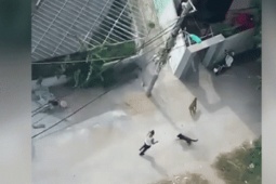 An ninh - Xã hội - Tạm giam người xua chó dữ pitbull cắn đối thủ trọng thương