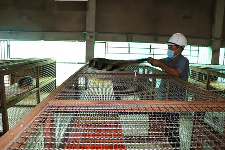 Thức ăn cho loài này có rất nhiều tại địa phương&nbsp;như: chuối chín, cá rô phi… nên người nuôi tốn rất ít chi phí.
