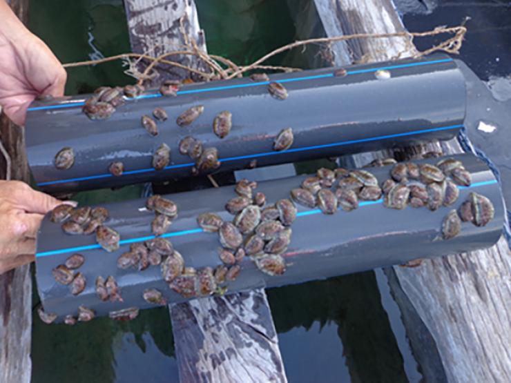 Thị trường - Tiêu dùng - Loài hải sản đại bổ, được mệnh danh là "vàng" của đáy biển, ở Việt Nam cũng có