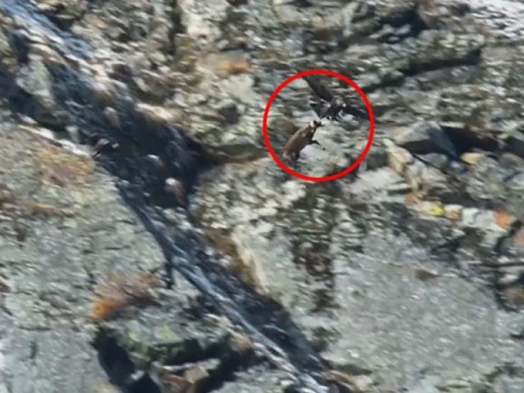 Media - "Chúa tể bầu trời" săn sơn dương núi bằng cách có "1-0-2"