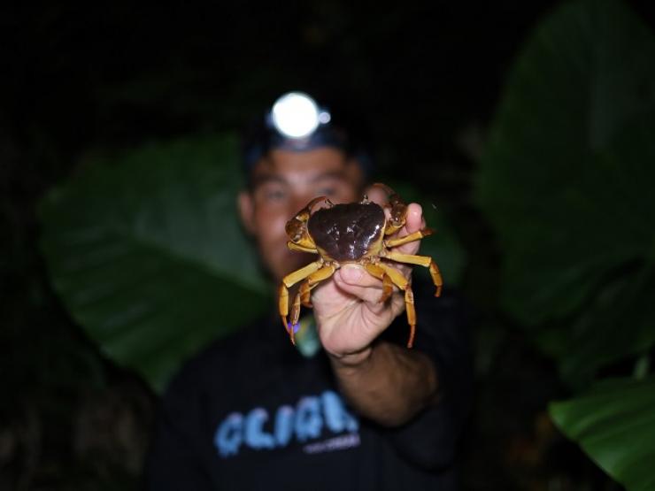 Thị trường - Tiêu dùng - Theo chân trai bản lên núi, dùng “độc chiêu” bắt cua đá đêm, bán được cả triệu đồng