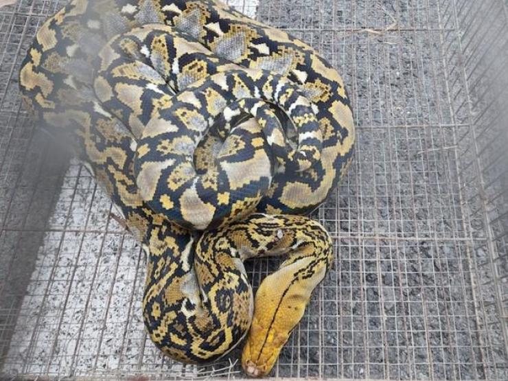 Tin tức trong ngày - Tin tức 24h qua: Trăn gấm quý hiếm dài 2m bò vào sảnh trường học ở TP.HCM