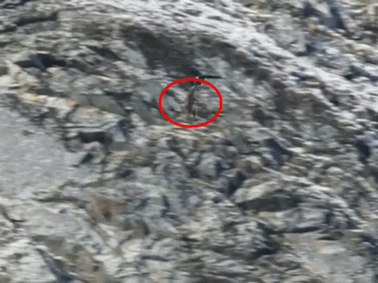 Thế giới - Phi thường cảnh đại bàng nhấc bổng dê núi nặng gấp 5 lần, thả từ trên cao xuống đất