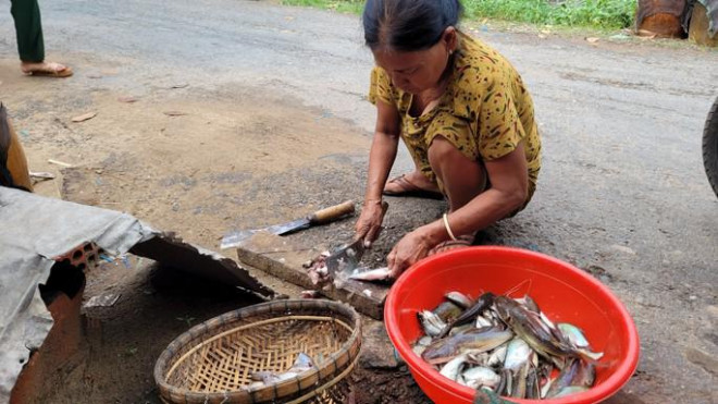 Phụ nữ làm cá là hình ảnh quen thuộc mỗi sáng sớm ở Phú Hội
