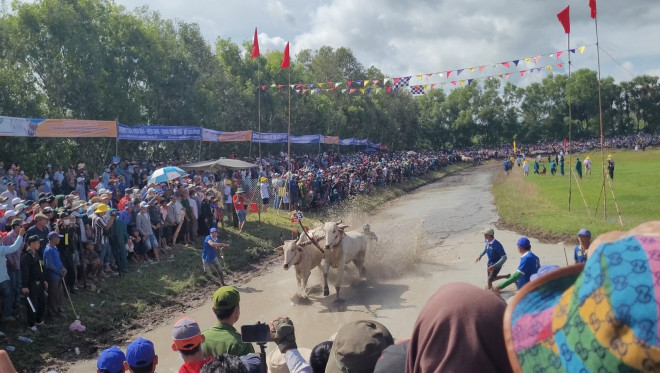 Hàng chục ngàn người, có cả người trèo lên cây xem đua bò - 15