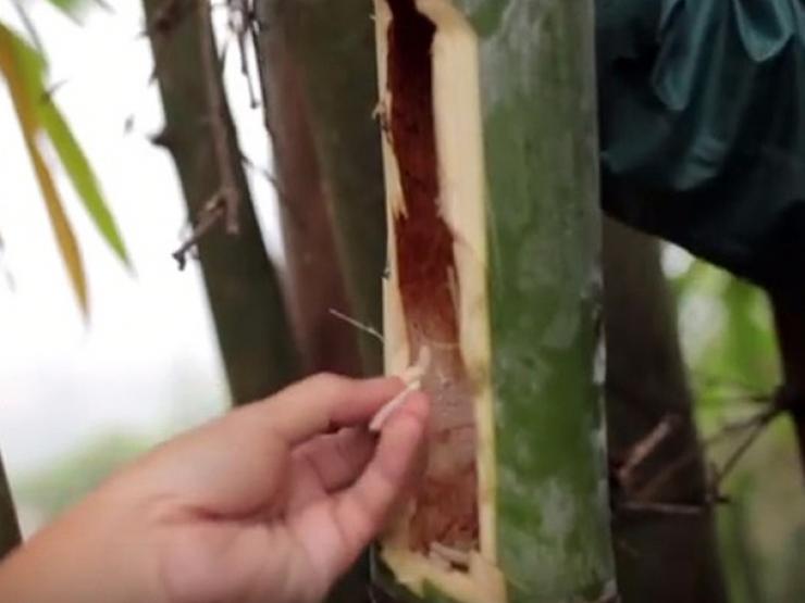 Thị trường - Tiêu dùng - Đặc sản được ví như "lộc trời", xưa không ai dám ăn nay nhà giàu săn lùng, nửa triệu/kg