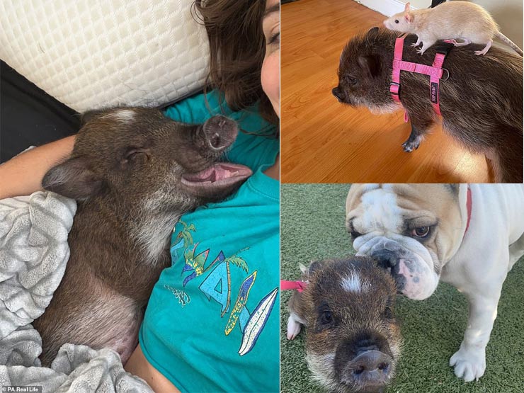 Bạn trẻ - Cuộc sống - Clip: Chú lợn thông minh, biết nói của Việt Nam “gây bão” 