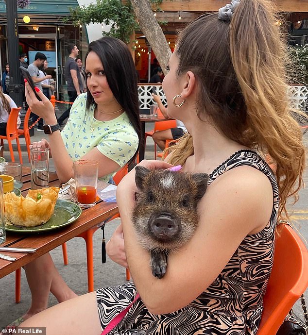 Merlin hiện đã có hơn 1 triệu người hâm mộ trên mạng xã hội và khá nổi tiếng ở khu vực địa phương