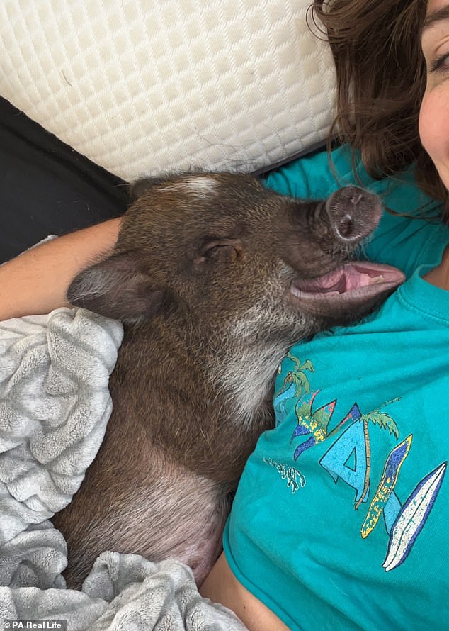 Merlin 8 tháng tuổi đã ôm ấp trên giường với Mina ngay khi nó đến nhà cô