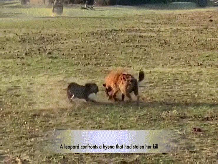 Phi thường - kỳ quặc - Video: Báo hoa mai sử dụng "chiêu độc" giành mồi của linh cẩu