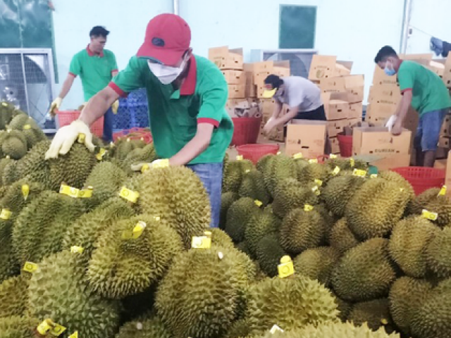 Thị trường - Tiêu dùng - Động thái 'lạ' của các nước khi sầu riêng Việt xuất khẩu sang Trung Quốc