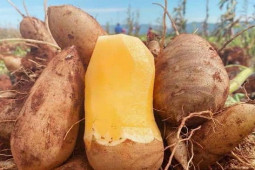 Thị trường - Tiêu dùng - Đặc sản Lào Cai nhìn giống khoai lang, thơm mùi nhân sâm có giá chỉ từ 20 nghìn đồng/kg